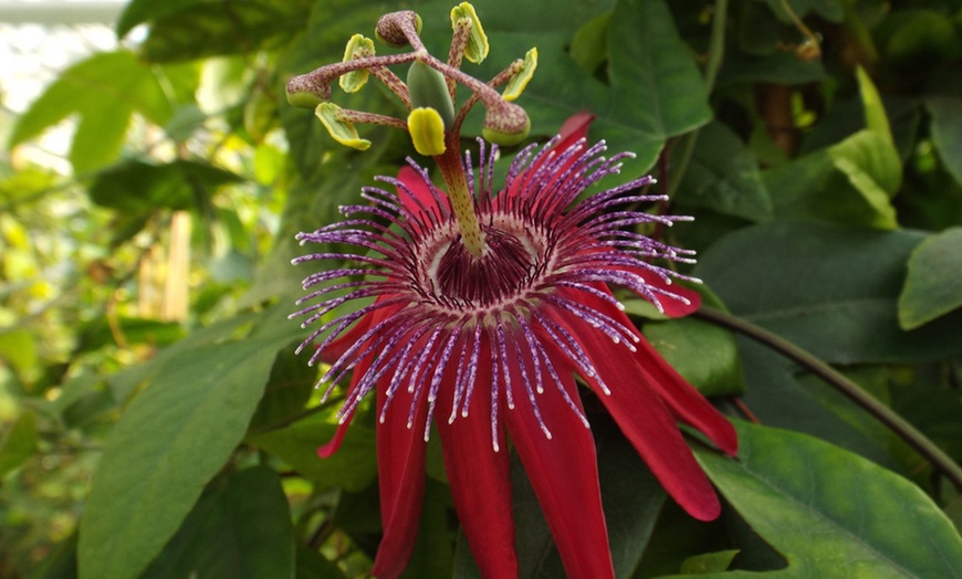 Image 4: Hardy Passiflora Pants