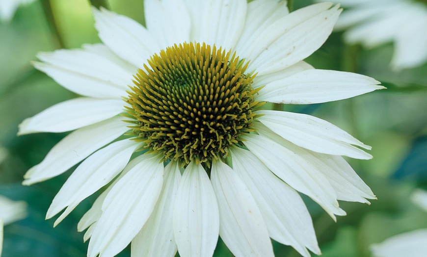 Image 4: Cottage Garden Perennial Plants