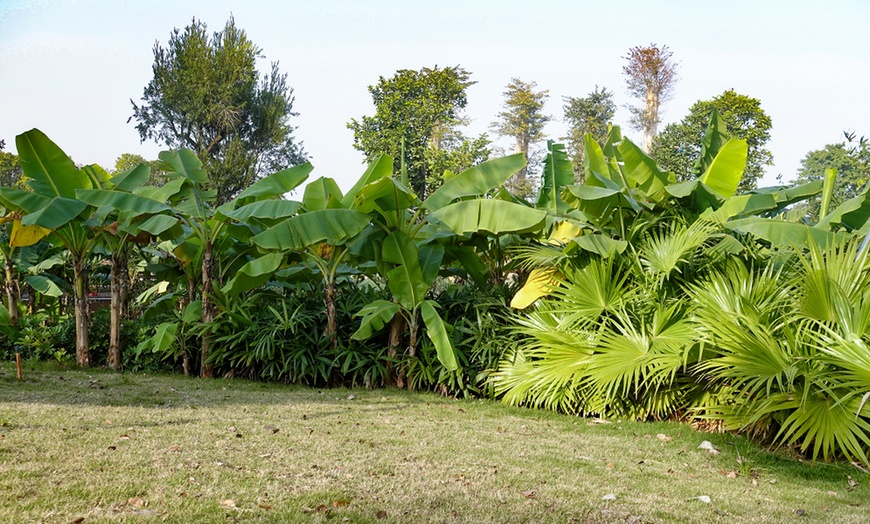 Image 5: One or Two Japanese Banana Potted Plants