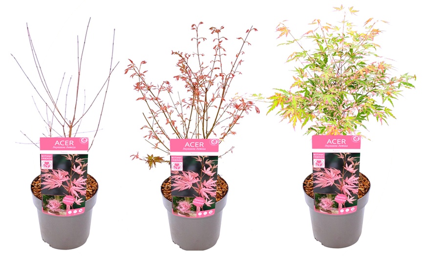 Image 5: 1 o 2 plantas de arce japonés con hojas color rosa salmón