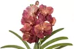 Orquídeas Vanda XL Rootz - Second Medium