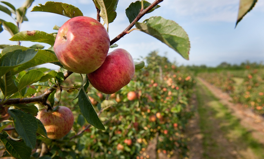 Image 1: Obstbaum nach Wahl