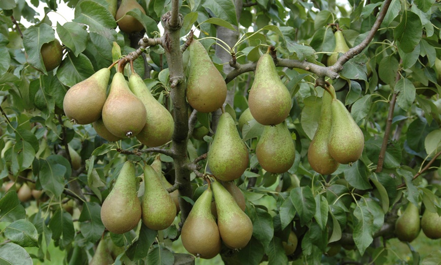 Image 4: Three-Tree Orchard Collection