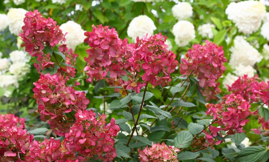 Image 2: Hortensie „Wim's Red“