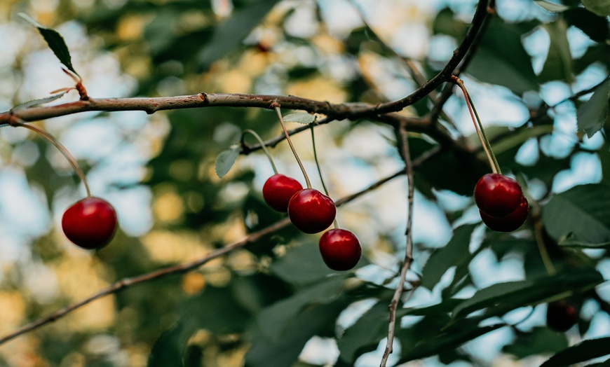 Image 4: Arbres fruitiers XXL