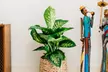 Plante d'intérieur Dieffenbachia Reeva, 60-65 cm à la livraison - Image 2