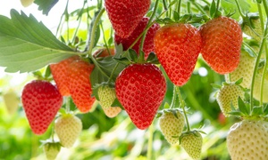 20 Summer Strawberry Collection Plants with Optional Fertiliser 50g