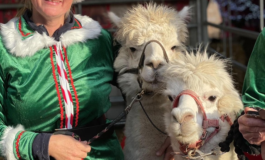 Image 2: Fun Day of Alpaca Trekking for Two or Four