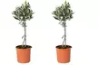 1x oder 2x winterharter Olivenbaum "Olea Europaea" in der Größe nach Wahl - Second Medium
