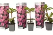3er-Set Rhododendron - Second Medium