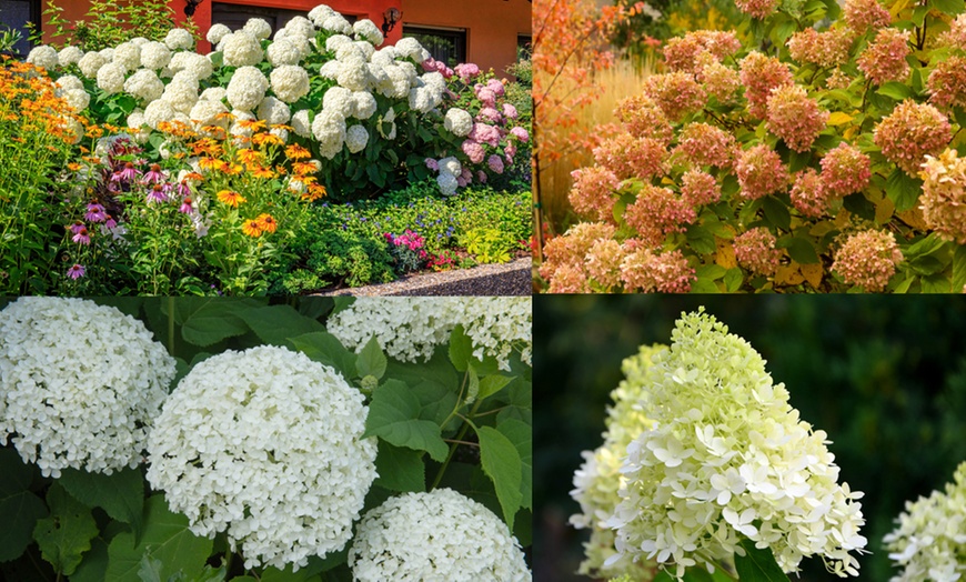 Image 1: Hydrangea Potted Plants - 1, 2 or 3 Potted Plants