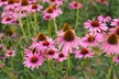Echinacea 'Nectar Pink' - 12 or 24 Plants - Image 3