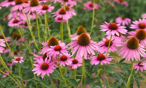 12 or 24 Plug Plants of Echinacea Nectar Pink