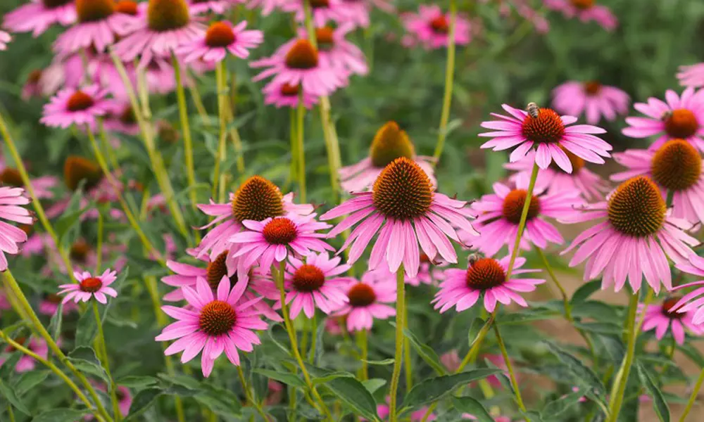 Echinacea 'Nectar Pink' - 12 or 24 Plants