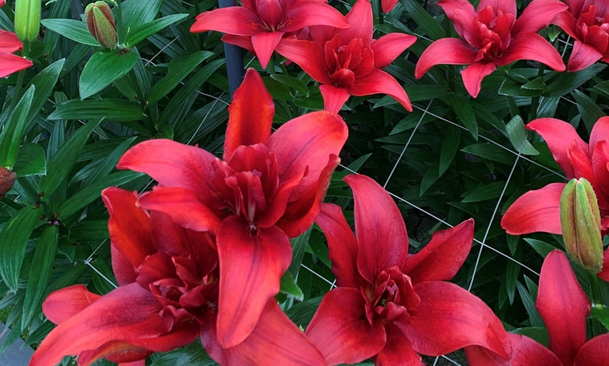 Image 16: Double Pollen Free Lily Collection - 2 or 10 Bulbs