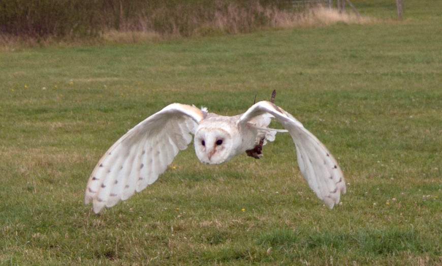 Image 3: Two-Hour Owl Experience