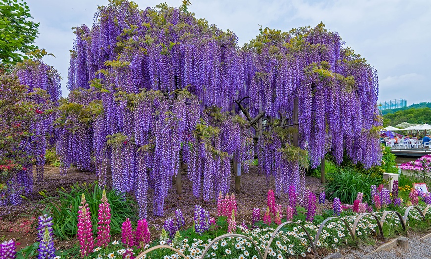 Image 5: Lot de 3 ou 6 plants de glycine Wisteria