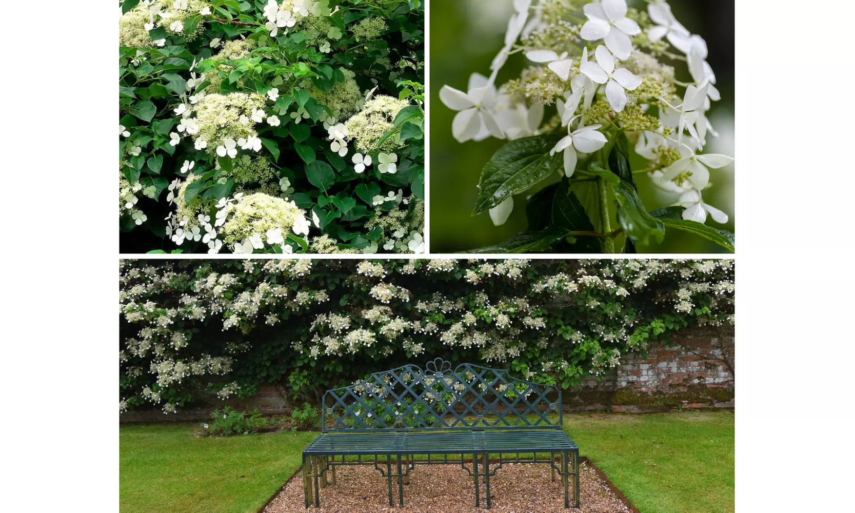 2, 4 o 8 piante di Ortensia rampicante