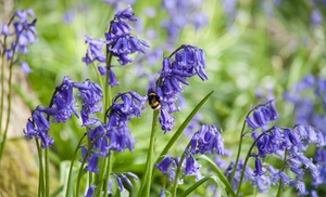 30, 60 or 120 English Bluebell Bulbs