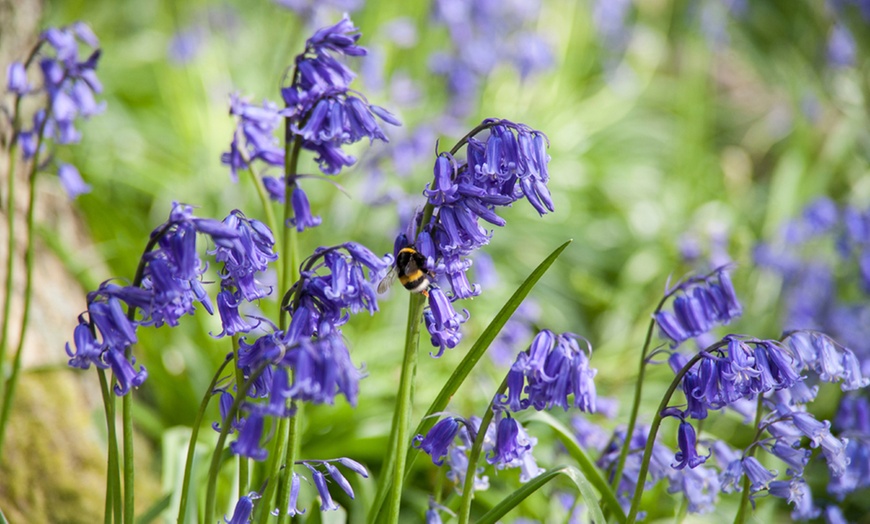 Image 1: 30, 60 or 120 English Bluebell Bulbs