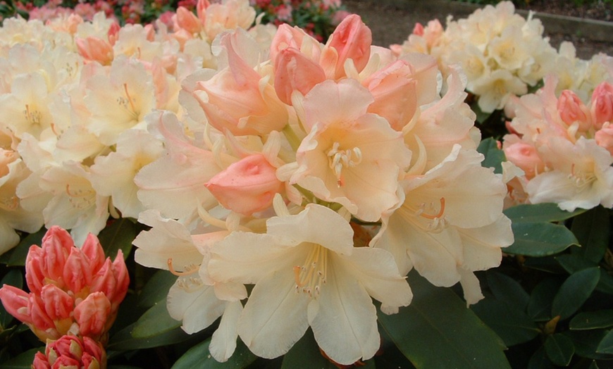 Image 3: Rhododendron Dwarf Collection