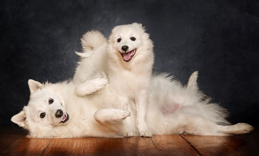 Image 8: 1-Hour Dog Photoshoot with Prints 