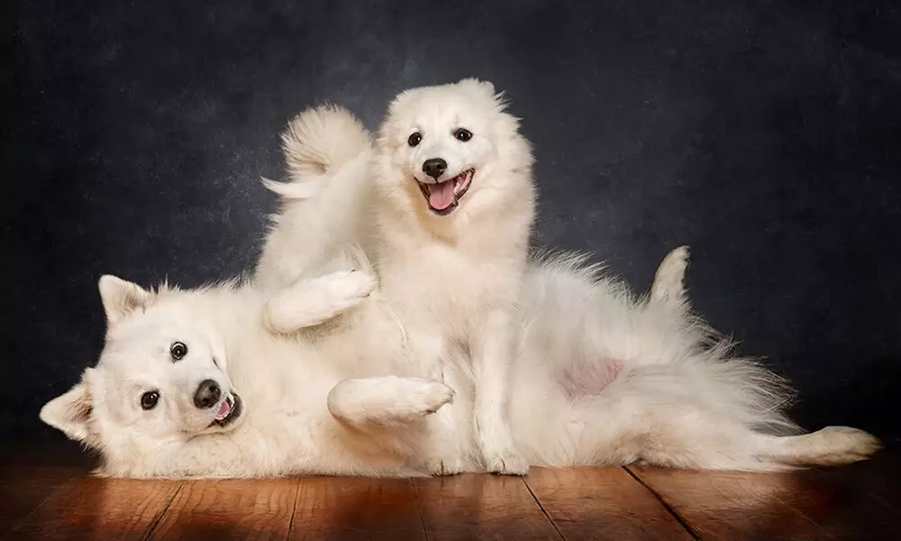 1-Hour Dog Photoshoot with Prints