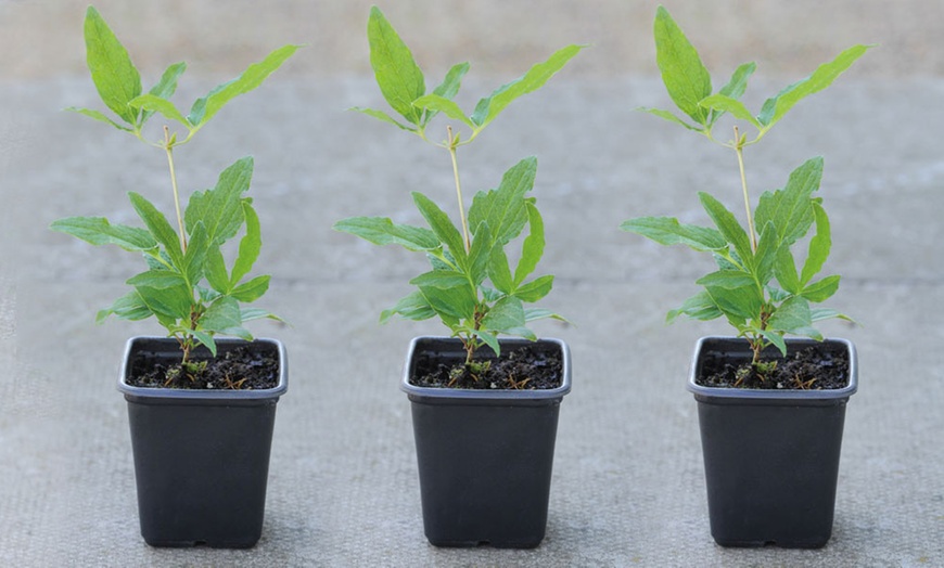 Image 4: One, Two or Three Clematis Napaulensis Plants in 7cm Pots