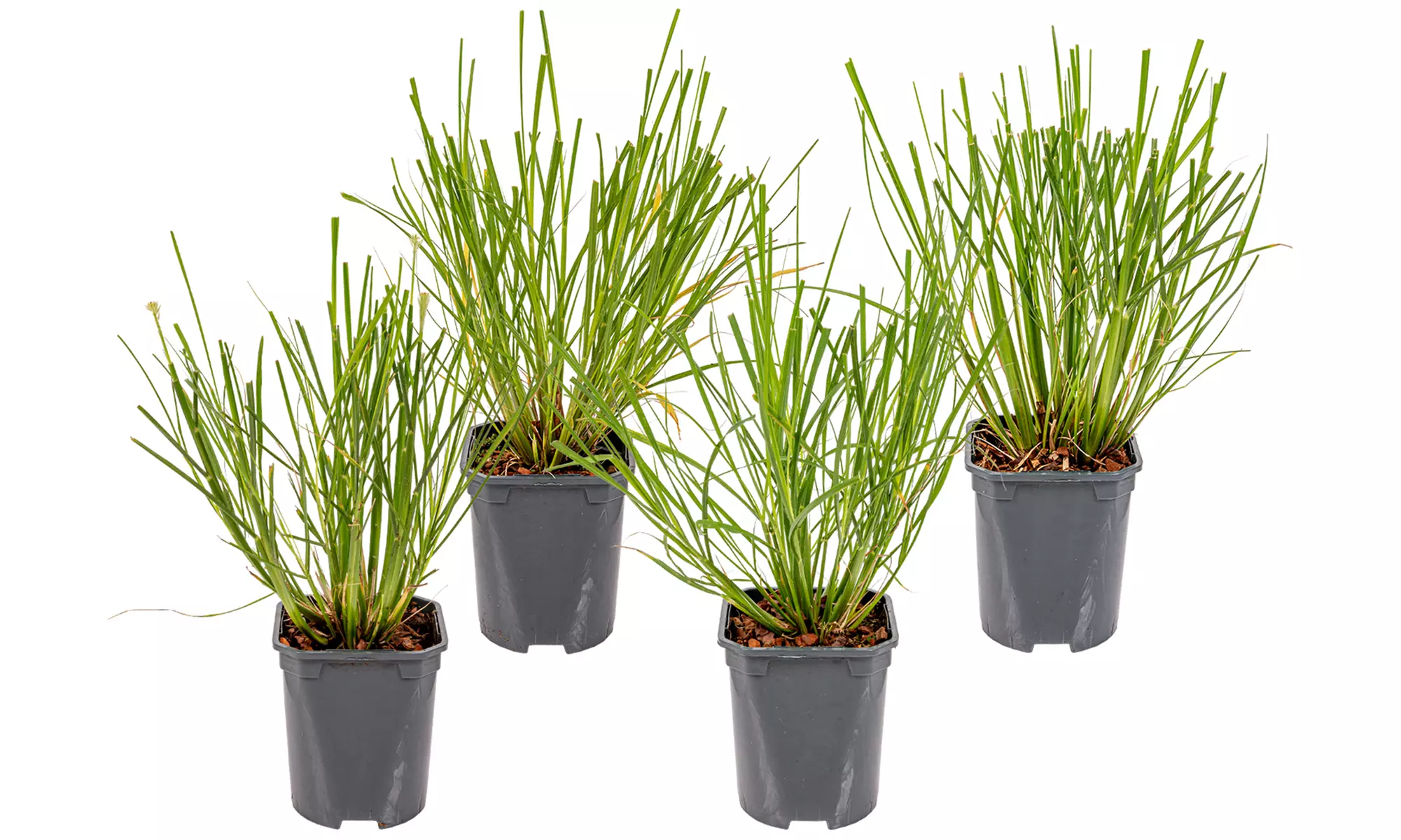 2 ou 4 plants de Pennisetum 'Hameln' 30 cm, livrés en pot - Image 5