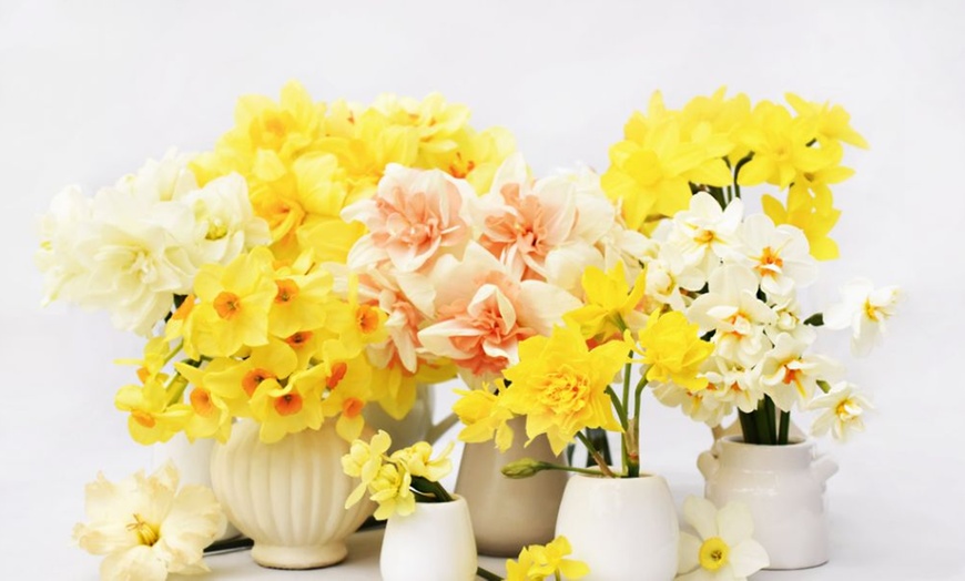 Image 3: Daffodil Mixed Collection – Up to 80 Bulbs