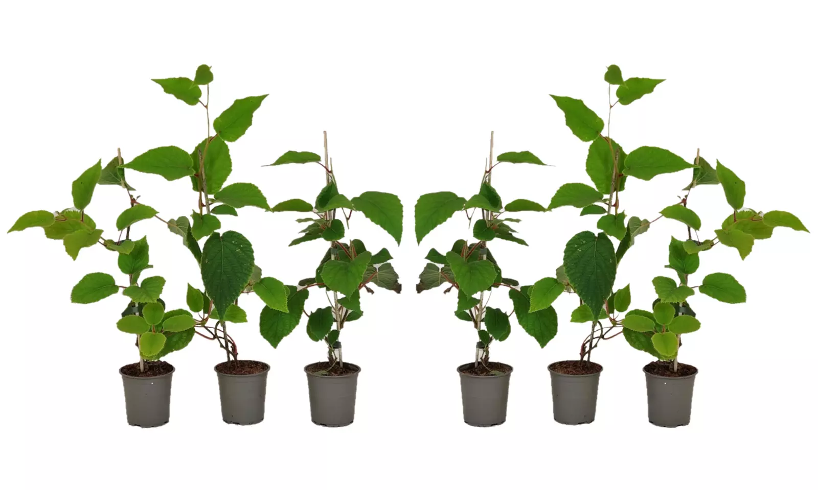 3 o 6 piante di Kiwi Actinidia deliciosa Jenny