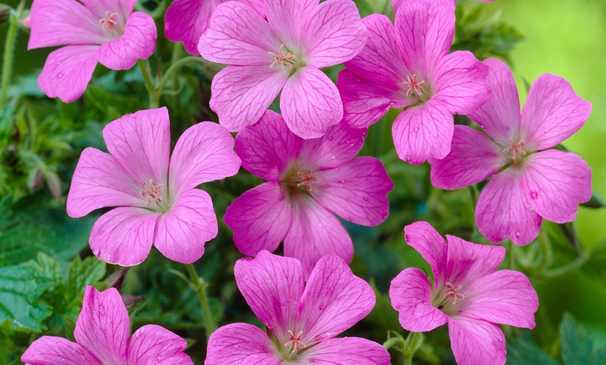 Image 2: Geranium Rose Clair - 1, 3 or 5 Potted Plants
