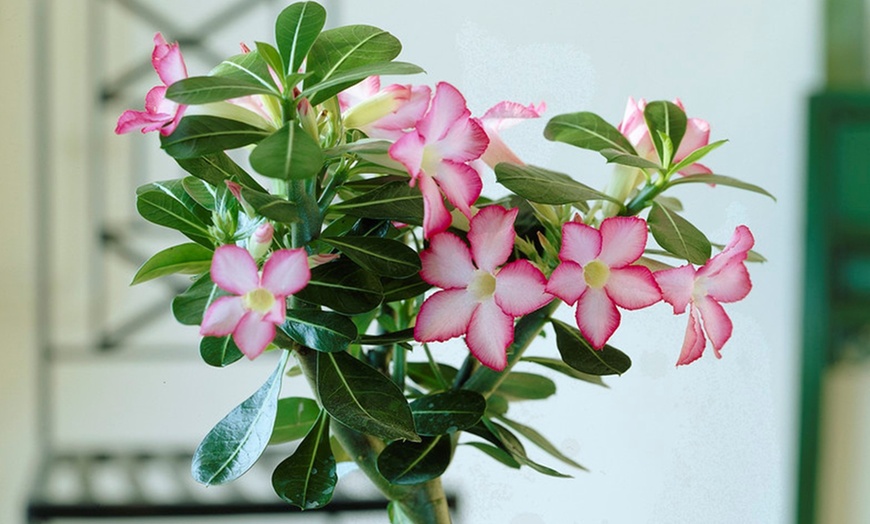 Image 3: Plante Adenium, rose du désert