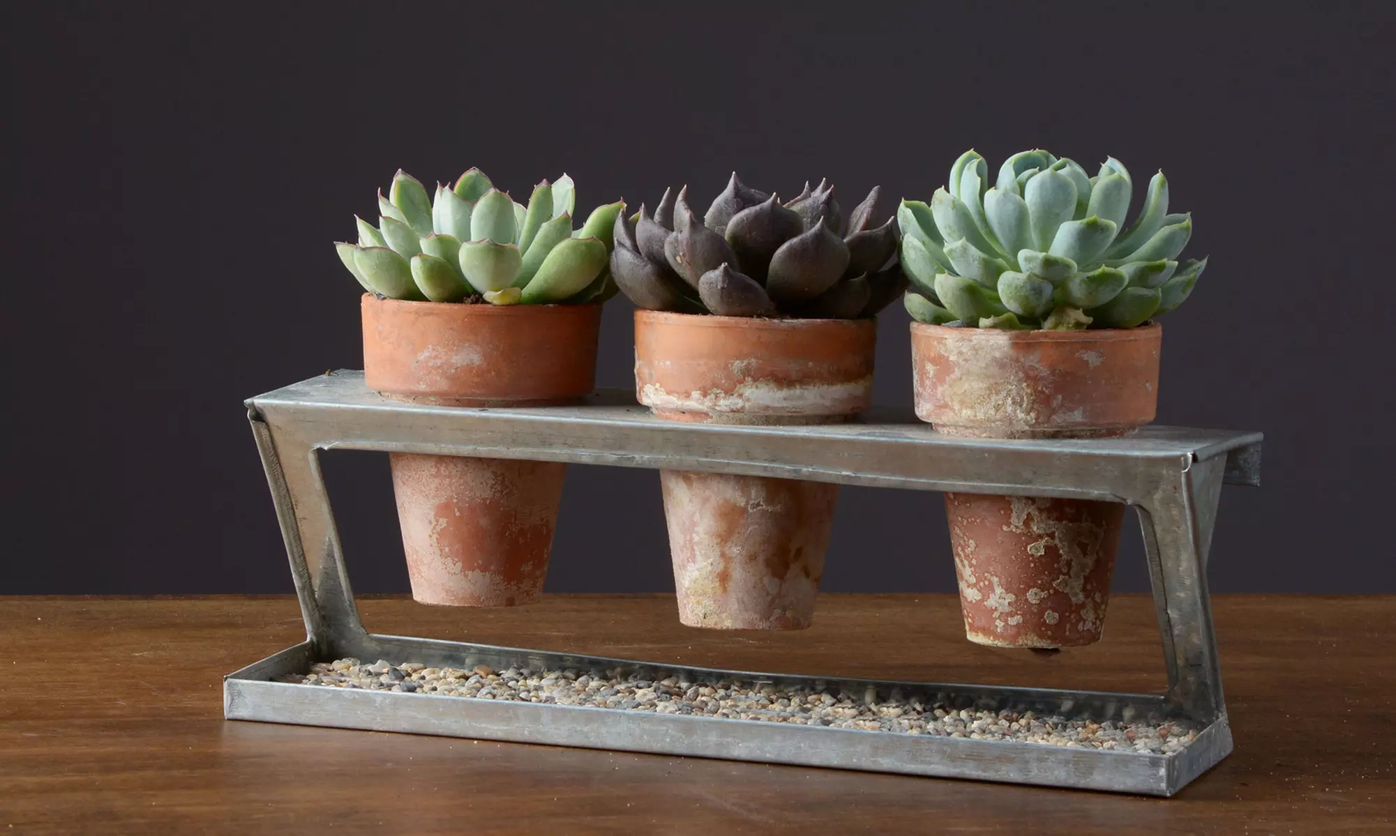 Z-Rack Succulent Garden with 3 Plants - Primary Image