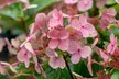 1x oder 2x Hortensie 'Switch Ophelia' "Hydrangea paniculata" - Second Medium