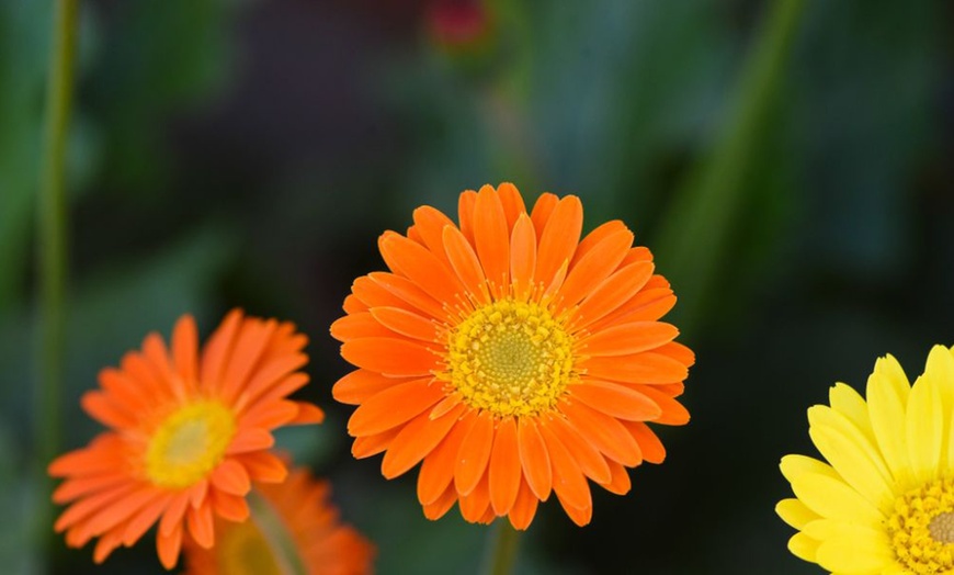 Image 3: Hardy Gerbera 'Cheeky' Potted Plants
