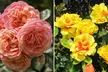 Upto 6 Scented Climbing Rose Collection - Image 6