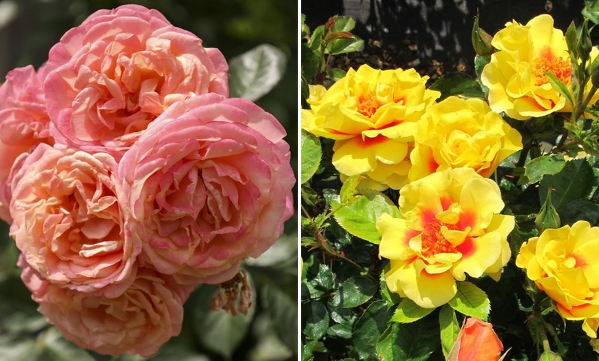 Image 6: Upto 6 Scented Climbing Rose Collection