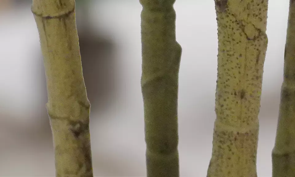 Collezione di piante finte da interno