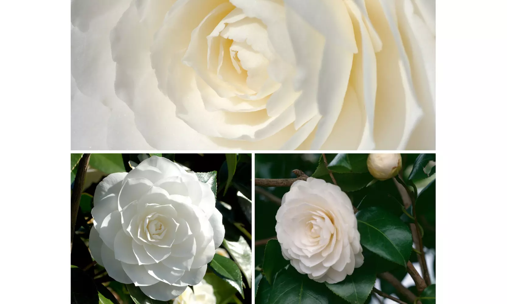 1 oder 2 japanische Rosen-Sträucher "Camellia japonica" XL