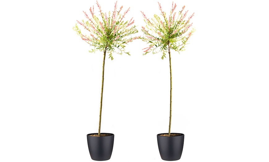 Image 10: 1, 2 o 4 piante di Salix Flamingo Hakuro Nishiki XXL