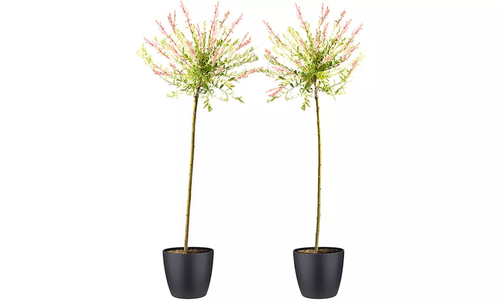 1x, 2x oder 4x Flamingobaum Hakuro Nishiki