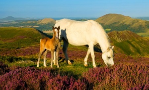 Clun: One or Two Nights with Breakfast, Bottle of Prosecco, and Dinner