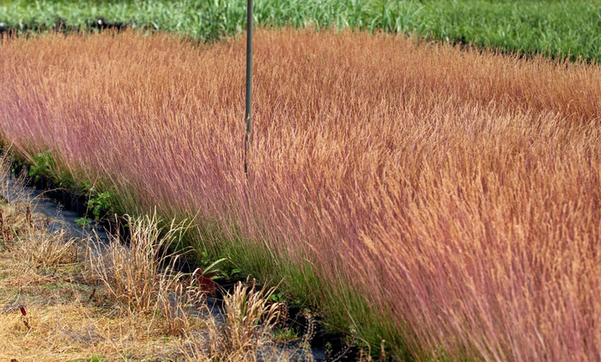 Image 4: Festuca 'Sunrise' Hardy Perennial Grass