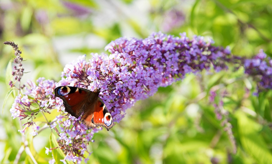 Image 3: Lot de Buddleia Wisteria Lane