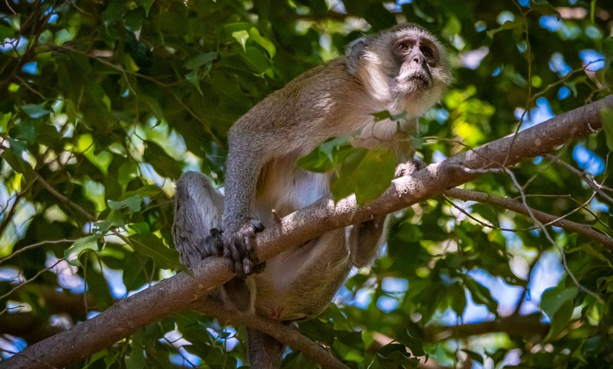 Image 23: 8-Day Yoga & Safari Retreat