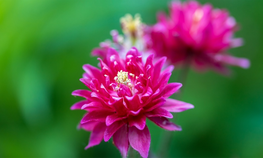 Image 4: 6, 9 or 18 Aquilegia Mixed Colours Plants