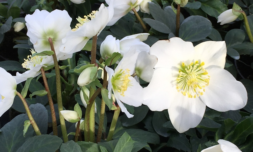 Image 2: Christmas Rose Plants