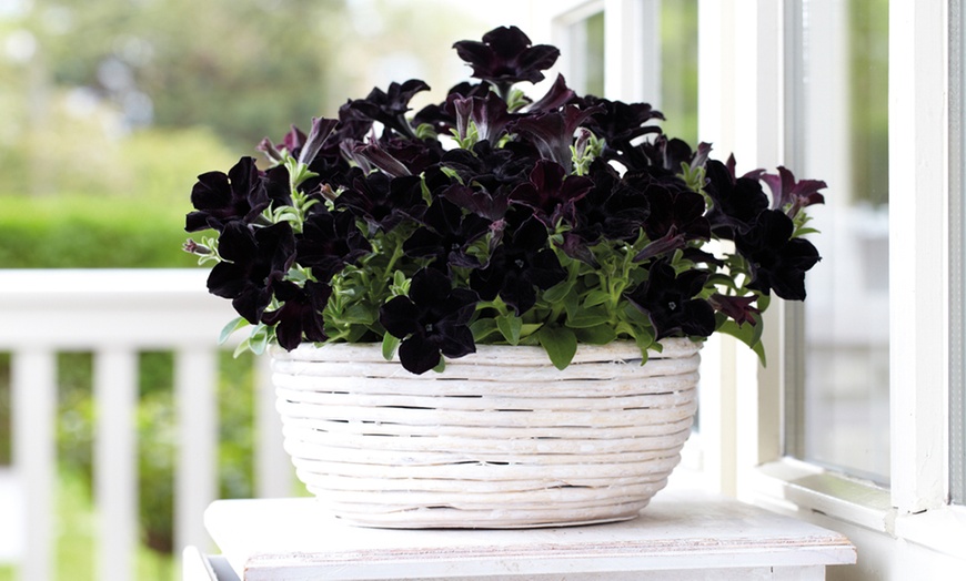 Image 1: Petunia Black Mamba Plants 