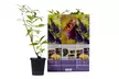 3x oder 6x Schmetterlingsflieder "Buddleja davidii" - Image 3